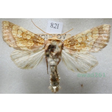 Gortyna flavago (Denis & Schiffermüller, 1775) Czech82l